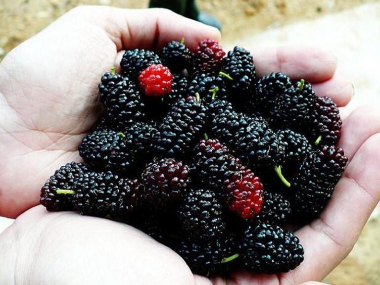 Шовковиця: користь та шкода чорної ягоди